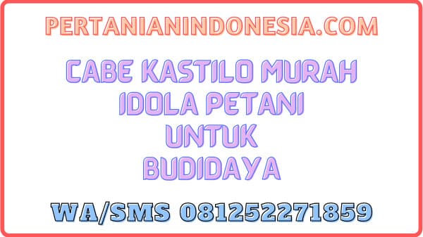 Cabe Kastilo Murah Idola Petani Untuk Budidaya